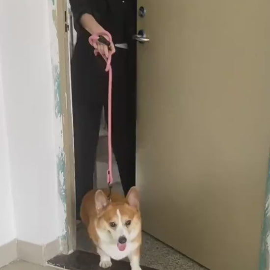 Dog Paw Cleaner, cleaning and massaging